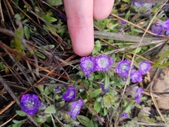 Phacelia curvipes