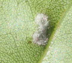 Eriophyes inermae