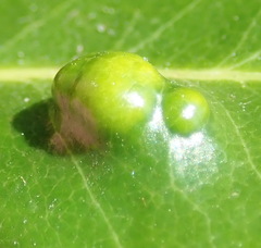 Eriophyes inermae