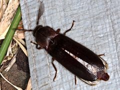 Pseudotetralobus australasiae