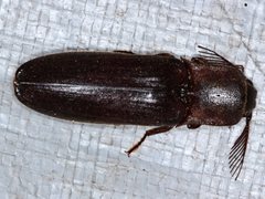 Pseudotetralobus australasiae