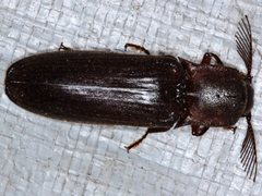 Pseudotetralobus australasiae