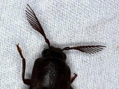 Pseudotetralobus australasiae