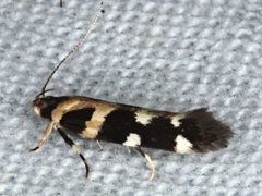 Macrobathra bigerella