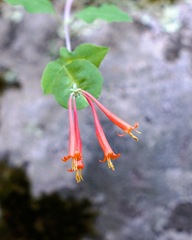 (c) Andrew Tree, some rights reserved (CC BY) Lonicera arizonica, photograph (c) Andrew Tree, some rights reserved (CC BY)
