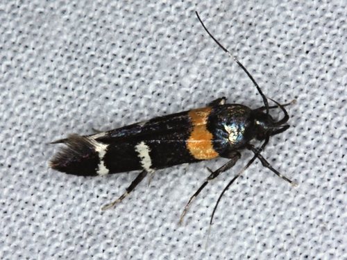 Limnaecia cirrhozona (Turner, 1923)