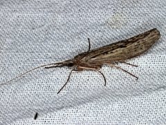 Kosrheithrus tillyardi