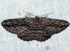 Scioglyptis canescaria