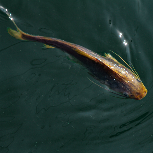 Guri-zeemeerval (Genidens genidens) — Ariidae — 3