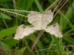 Xylinophylla hypocausta