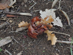 Andricus dentimitratus