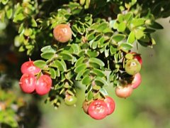 Acrothamnus maccraei