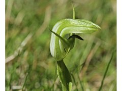 Pterostylis monticola