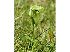 Pterostylis monticola