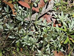 Argyrotegium fordianum