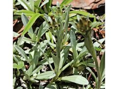 Argyrotegium fordianum