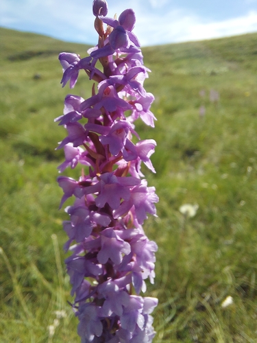 Image of Gymnadenia densiflora by (c) Ozren, some rights reserved (CC BY-SA)