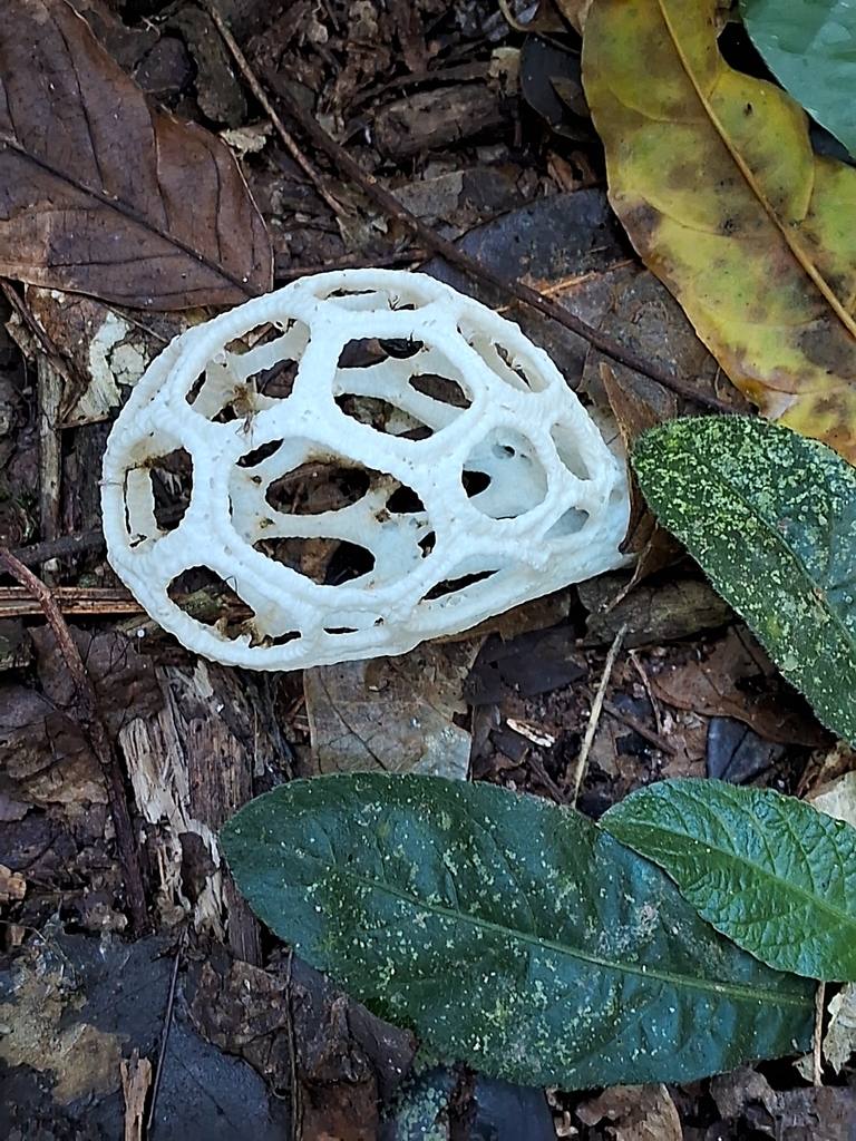 Clathrus chrysomycelinus · June 2024 · photo: © henrique_bitencourt (iNaturalist, cc-by-sa)