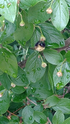 Perplexing Bumble Bee (Bombus perplexus), a species recorded in Ohio