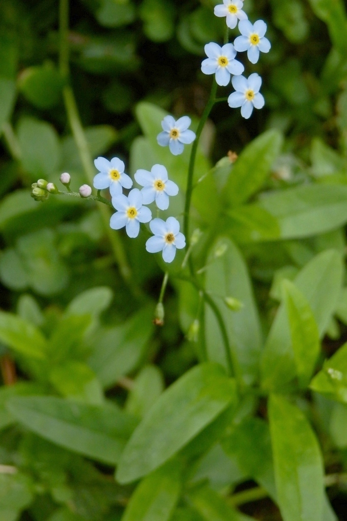 True forget-me-not : Myosotis scorpioides - Boraginaceae (Borage)