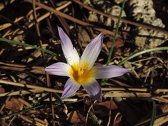 Romulea bulbocodium bulbocodium