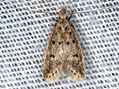 Atheropla decaspila