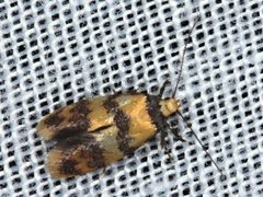 Psaroxantha basilica