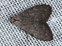 Nola pleurosema