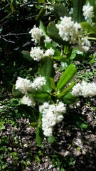 Ceanothus velutinus