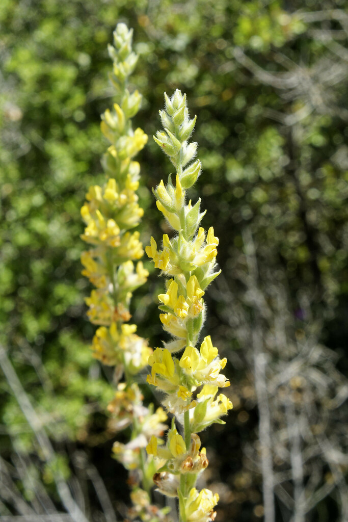 Albaida (Anthyllis cytisoides)