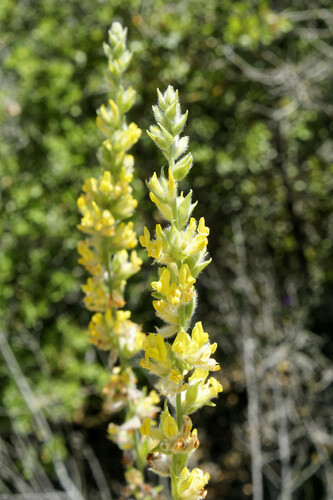 Albaida (Anthyllis cytisoides)