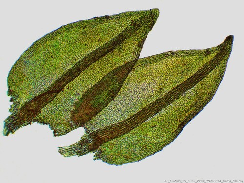 Platylomella lescurii observed 2024-06-14