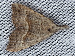 Trigonistis asthenopa