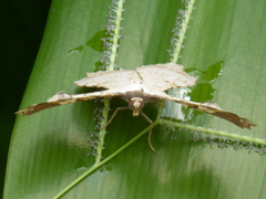 Xylinophylla hypocausta