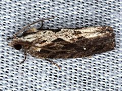 Oxysemaphora notialis