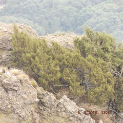 Juniperus monticola