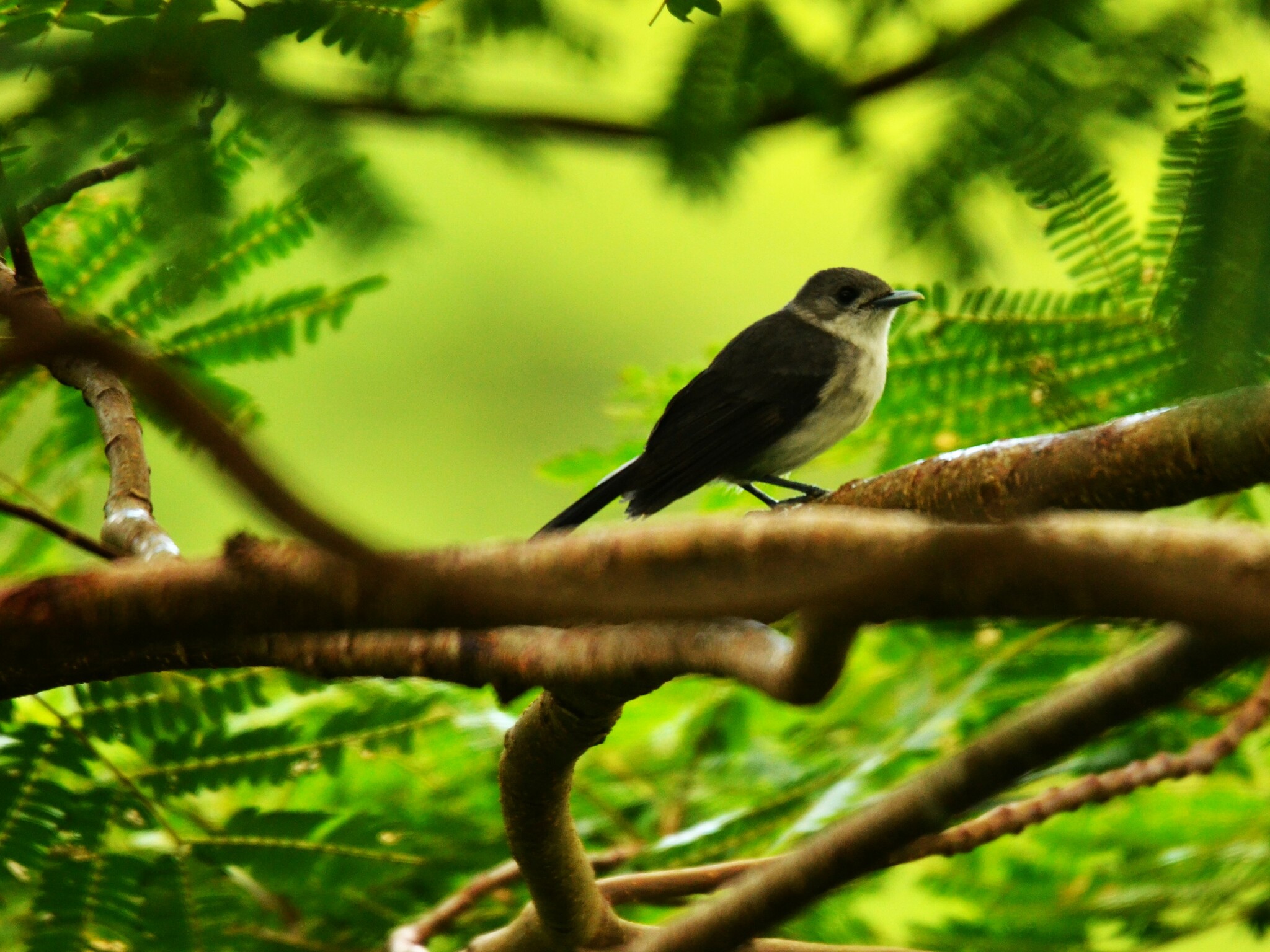 Rarotonga Monarch illustration