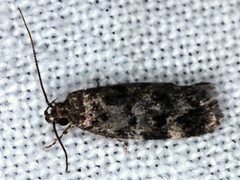 Barea subviridella