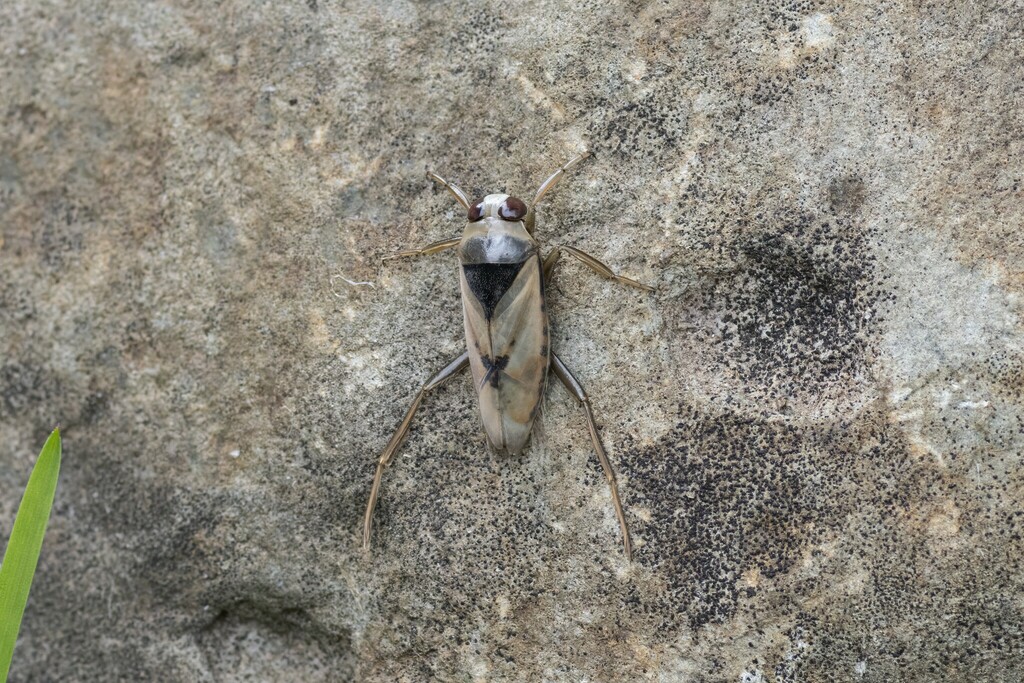 Eurasian Greater Water Boatman from Прионежский р-н, Респ. Карелия ...