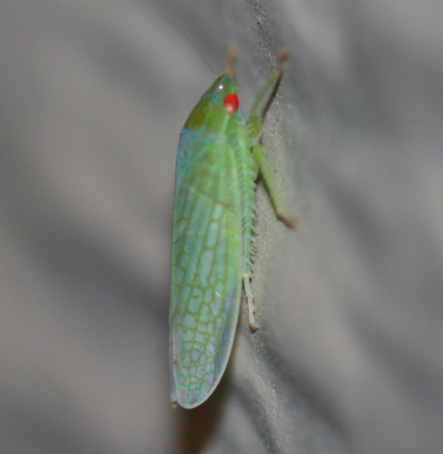 Cicadellidae