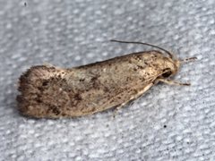 Syncometes vilis
