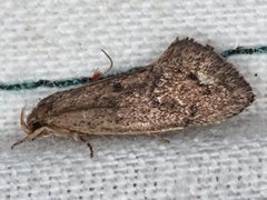 Syncometes vilis