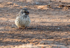 Crithagra atrogularis