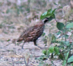 Colinus nigrogularis