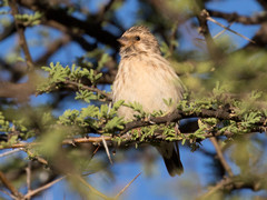 Crithagra atrogularis