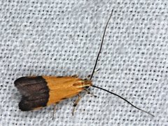 Crocanthes micradelpha