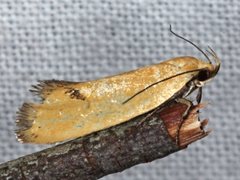 Microbela