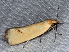Microbela