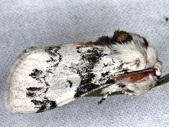 Iropoca rotundata