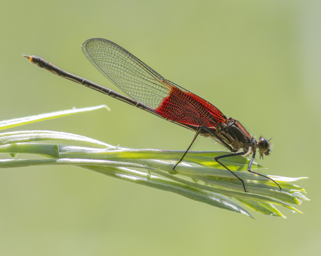 American Rubyspot